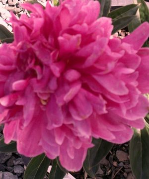 Kansas Red Peony (Paeonia japonica 'Kansas Red') - 2 gallon