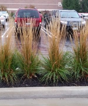 Karl Foerster Feather Reed Grass (Calamagrostis x acutiflora 'Karl Foerster') - 1 gallon