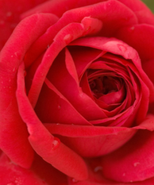 Kashmir Rose (Rosa E.E 'Kashmir') - 2 gallon