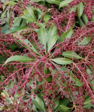 Katsura Japanese Andromeda (Pieris japonica 'Katsura') - 3 gallon 15"