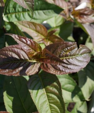 Kodiak® Black Diervilla (Diervilla sessilifolia 'Kodiak Black') - 1 gallon