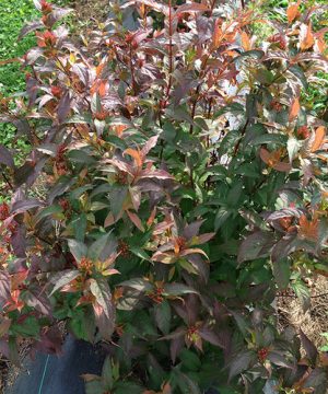 Kodiak® Red Diervilla (Diervilla sessilifolia 'Kodiak Red') - 3 gallon 12"