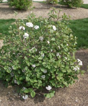 Korean Spice Viburnum (Viburnum x 'Carlesii') - 3 gallon 18"