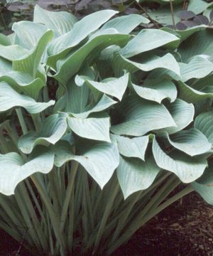 Krossa Regal Plantain Lily (Hosta krossa 'Krossa Regal') - 1 gallon