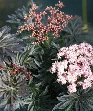 Laced Up® Elderberry (Sambucus N 'Laced Up') - 3 gallon 15"