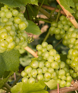 Lakemont Grape (Vitis lakemont 'Lakemont') - 1 gallon