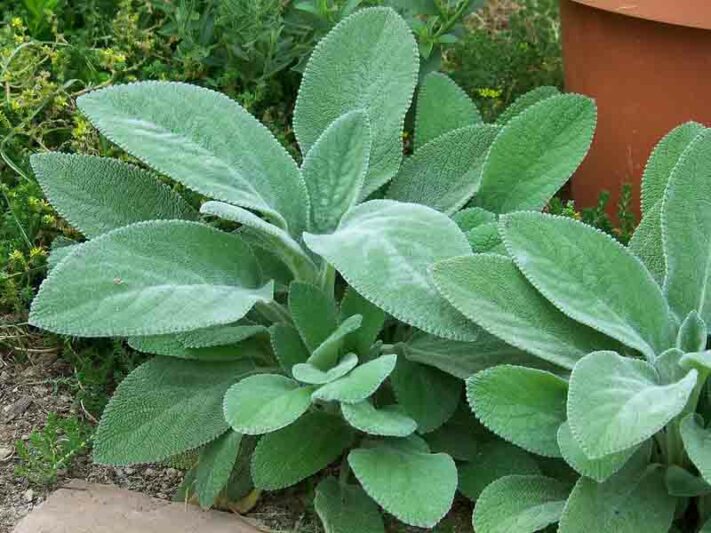 Lamb’s Ear, Woundwort (Stachys B 'Helen Von Stein') - 1 gallon