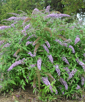 Lavender Cascade Butterfly Bush (Buddleia 'Lavender Cascades') - 3 gallon