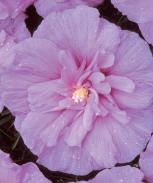Lavender Chiffon® Rose of Sharon (Hibiscus syriacus 'Notwoodone') - 3 gallon 30"