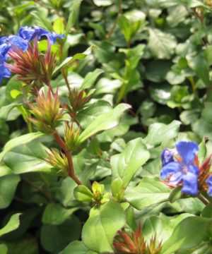 Leadwort (Ceratostigma plumbaginoides) - 1 gallon