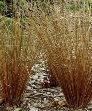 Leatherleaf Sedge (Carex 'Carex Firefox') - 1 gallon