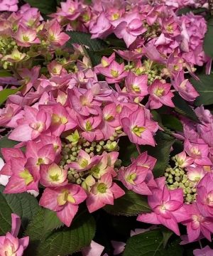 Let's Dance Can Do!® Reblooming hydrangea (Hydrangea macrophylla 'Lets Dance Can Do') - 3 gallon