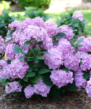 Let's Dance Sky View® Reblooming Hydrangea (Hydrangea macrophylla 'Lets Dance Sky View') - 3 gallon