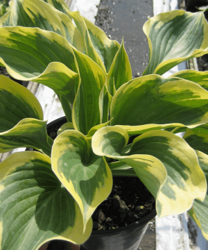 Liberty Plantain Lily (Hosta liberty) - 1 gallon