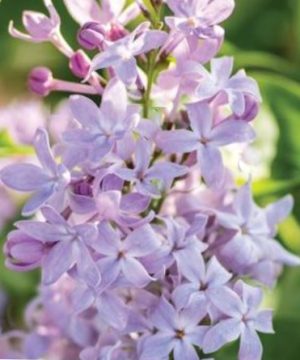 Lilac New Age Lavender (Syringa 'New Age Lavender') - 3 gallon