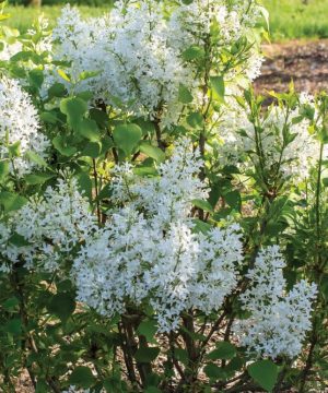 Lilac New Age White (Syringa 'New Age White') - 3 gallon