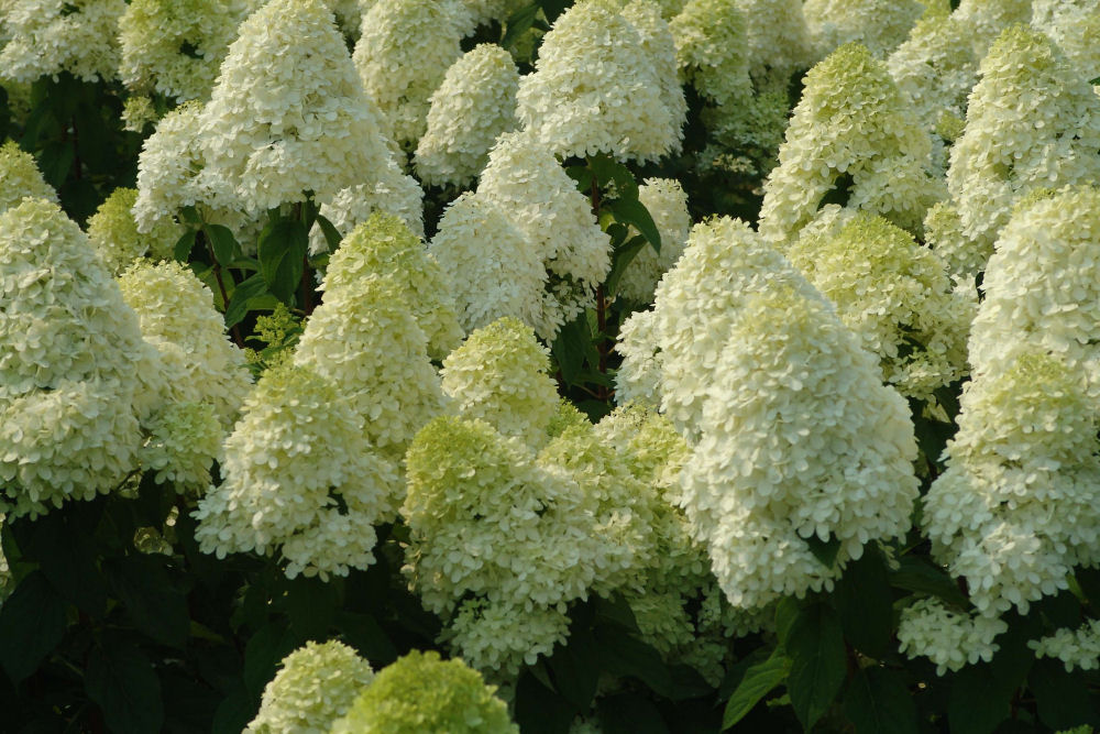 'Limelight' Panicle Hydrangea (Hydrangea paniculata 'Zwijnenburg') - 1 gallon