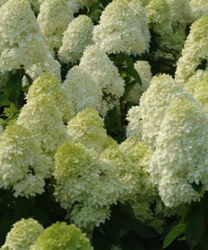 'Limelight' Panicle Hydrangea (Hydrangea paniculata 'Zwijnenburg') - 3 gallon