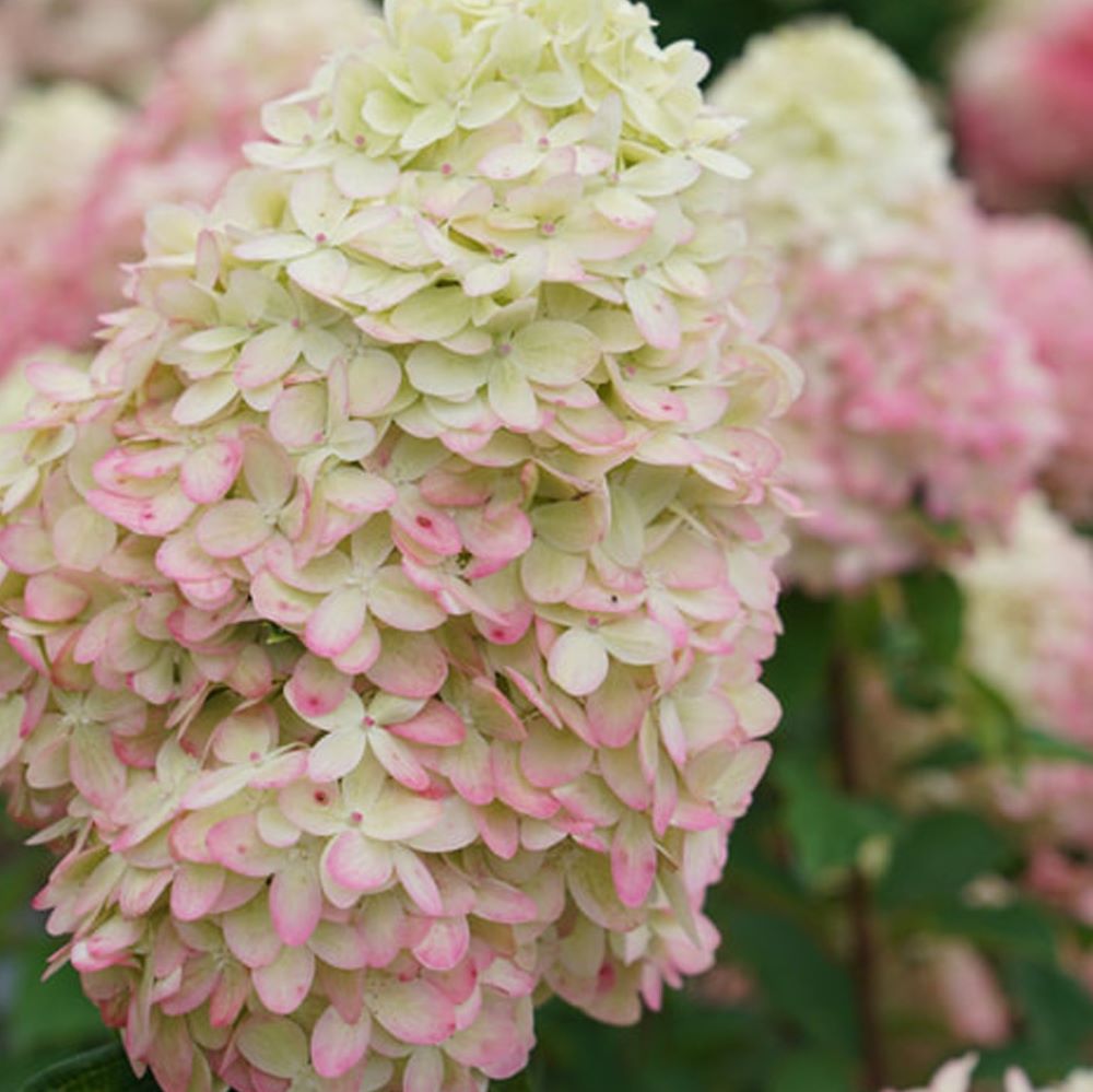 Limelight Prime® Panicle Hydrangea (Hydrangea 'P Limelight Prime') - 1 gallon 24" - Image 2