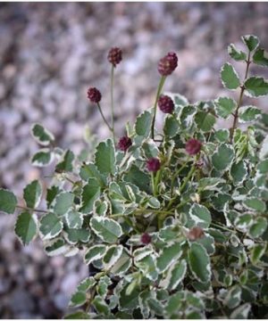 Little Angel Burnet (Sanguisorba little 'Angel') - 1 gallon