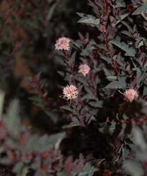 Little Devil™ Ninebark (Physocarpus opulifolius 'Donna May') - 3 gallon 15"