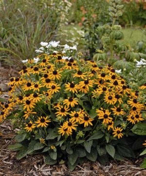 Little Goldstar Black-Eyed Susan (Rudbeckia fulgida var. sullivantii 'Little Goldstar') - 1 gallon