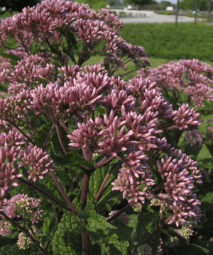 Little Joe™ Compact Joe-Pye Weed (Eupatorium purpureum 'Little Joe') - 2 gallon