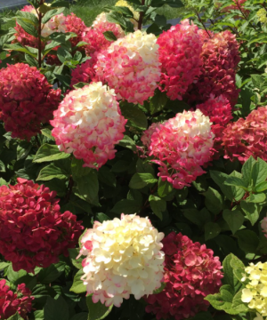 Little Lime Punch® Panicle Hydrangea (Hydrangea 'P Little Lime Punch') - 3 gallon