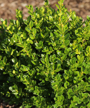 Little Missy Boxwood (Buxus microphylla 'Little Missy') - 3 gallon 10-12"