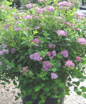 Little Princess Spiraea (Spiraea japonica 'Little Princess') - 2 gallon 12"