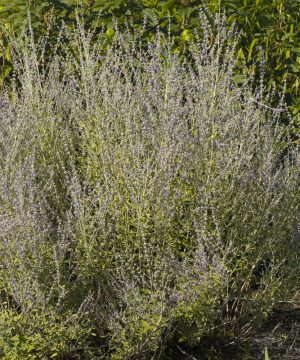 Little Spires Russian Sage (Perovskia atriplicifolia 'Little Spires') - 1 gallon