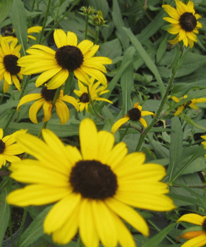 Little Suzy Black-Eyed Susan (Rudbeckia fulgida 'Little Suzy') - 1 gallon