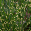 Little Zebra Maiden Grass (Miscanthus sinensis 'Little Nicky') - 3 gallon