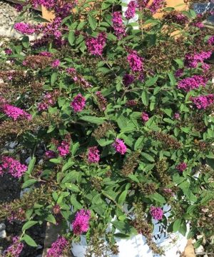 Lo & Behold Ruby Chip® Butterfly Bush (Buddleia 'Lo-Behold Ruby Chip') - 3 gallon