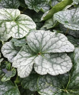 Long-flowered Alumroot (Heuchera longiflora) - 1 gallon