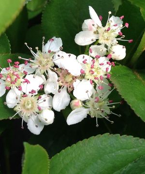 Low Scape Mound® Chokeberry (Aronia 'Low Scape Mound') - 3 gallon 15"