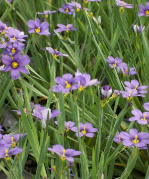 Lucerne Blue Eyed Grass (Sisyrinchium angustifolium 'Lucerne') - 1 gallon