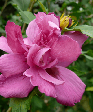 Lucy Rose of Sharon (Hibiscus syriacus 'Lucy') - 3 gallon 18"