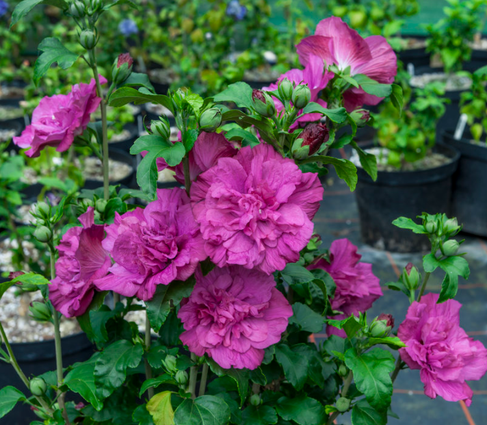 Magenta Chiffon® Rose of Sharon (Hibiscus syriacus 'Magenta Chiffon') - 3 gallon 18"