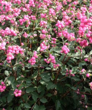 Magical® Galaxy Snowberry (Symphoricarpos 'Sweet Kolmagics') - 3 gallon 15"
