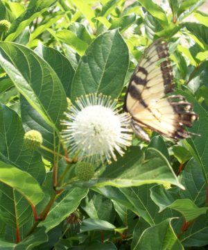 Magical® Moonlight ButtonBush (Cephalanthus magical 'Magical Moonlight') - 3 gallon 15"