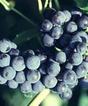 Mars Grape (Vitis mars 'Mars') - 1 gallon