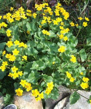 Marsh Marigold (Caltha palustris) - 1 gallon