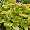 Maui Buttercups Hosta (Hosta 'Maui Buttercups') - 1 gallon