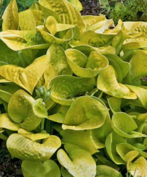 Maui Buttercups Hosta (Hosta 'Maui Buttercups') - 1 gallon