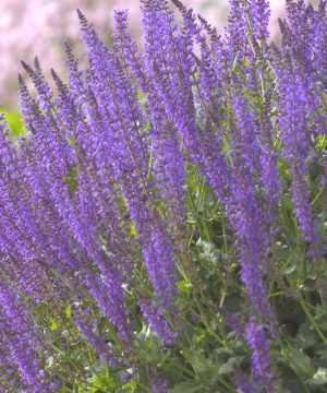 May Night Wood sage (Salvia nemorosa 'May Night') - 1 gallon