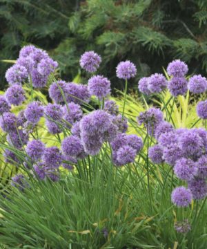 Medusa Flowering Onion (Allium medusa) - 1 gallon