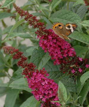 'Miss Molly' Butterfly Bush (Buddleia x 'Miss Molly') - 3 gallon