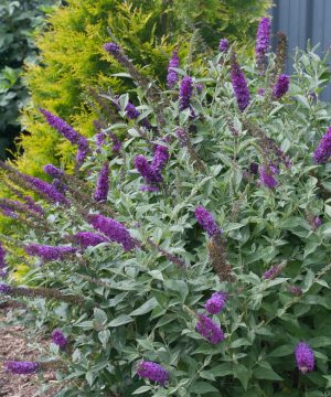 'Miss Violet' Butterfly bush (Buddleia x ’Miss Violet’) - 3 gallon