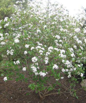 Mohawk Viburnum (Viburnum x burkwoodii 'Mohawk') - 3 gallon 15"